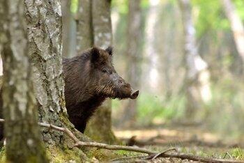 Wildschwein_1_kk