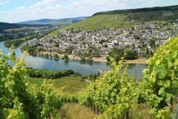 Mosel_Weinstock